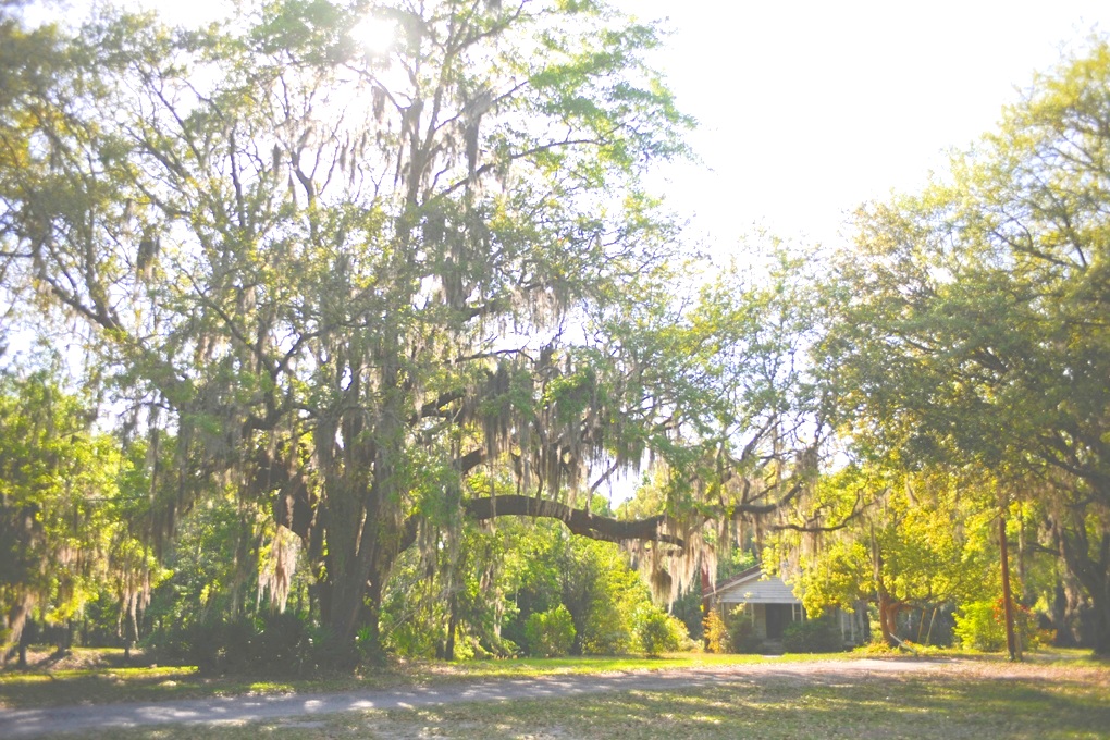 gilliard%2Bhouse_AMP2697e.jpg