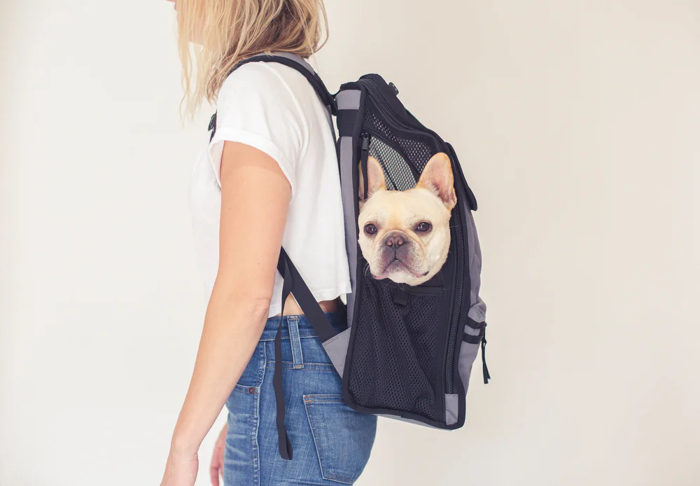Outdoor French Bulldog Backpack ubicaciondepersonas.cdmx.gob.mx