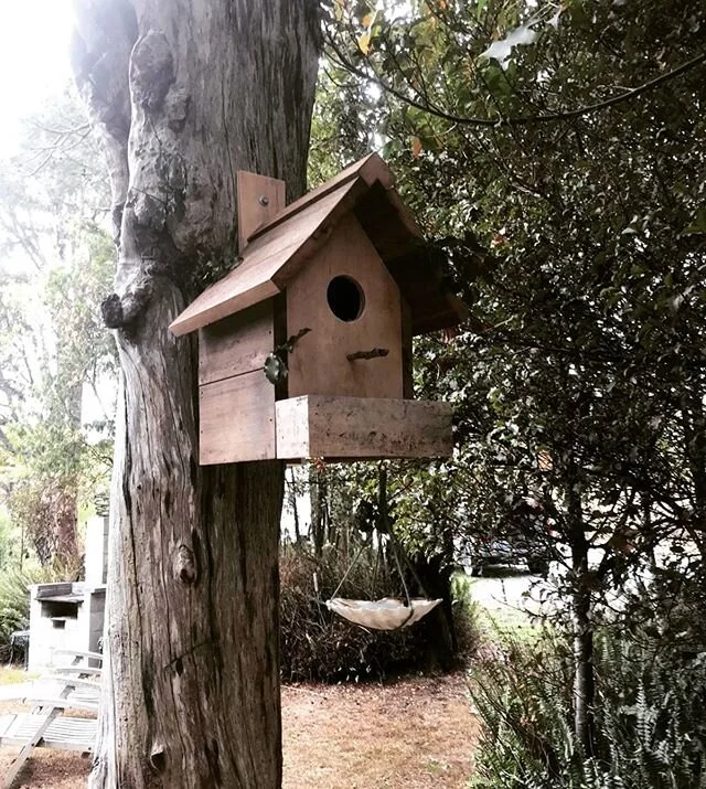 Next up in the series of projects our team have been up to at home: A neat little bird house made by Nathan. It's been made from cedar and birch ply, with a scallop shell feeder, to attract a local Riroriro. Nice!