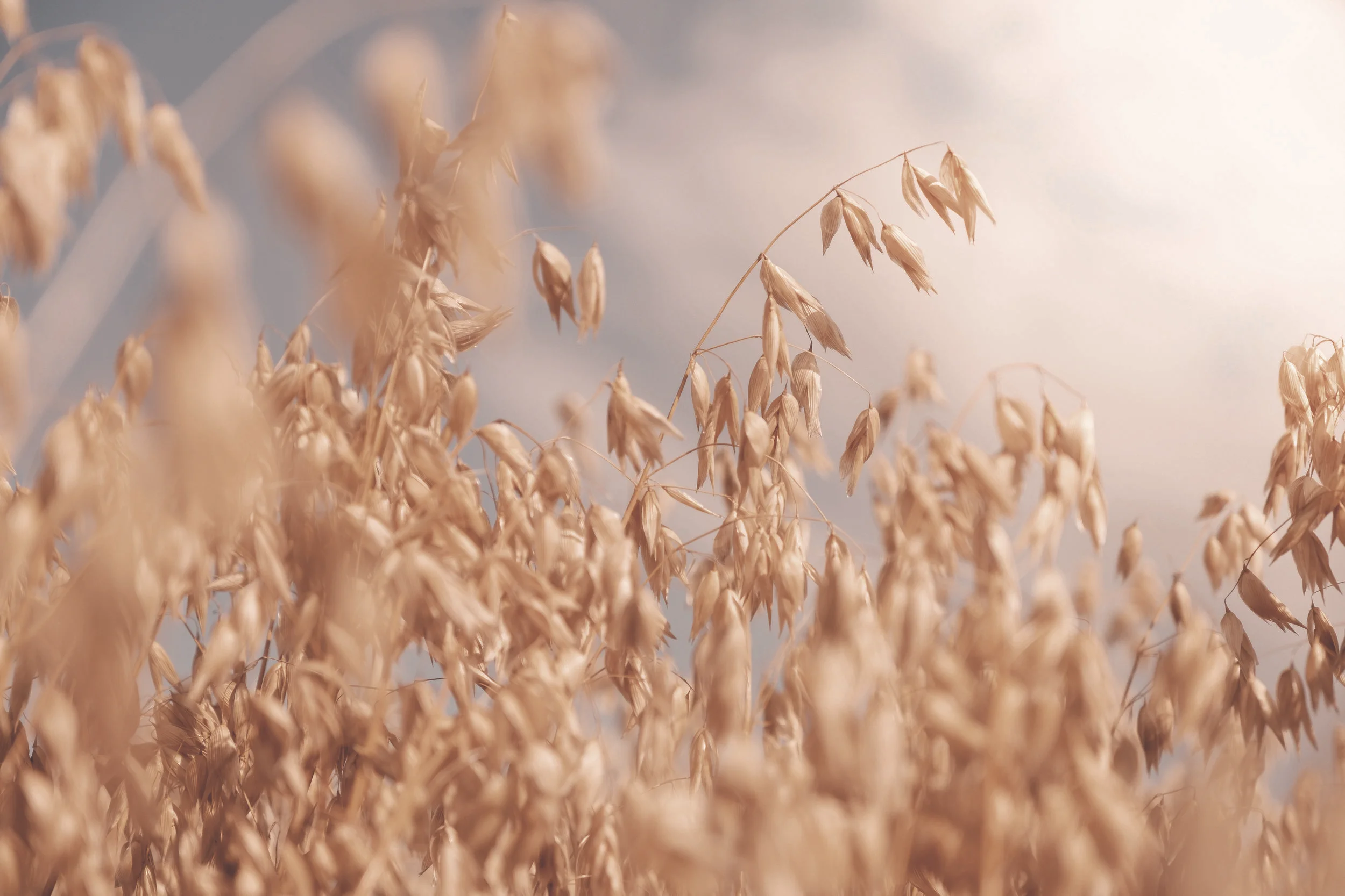 Bailey_no colour.jpg