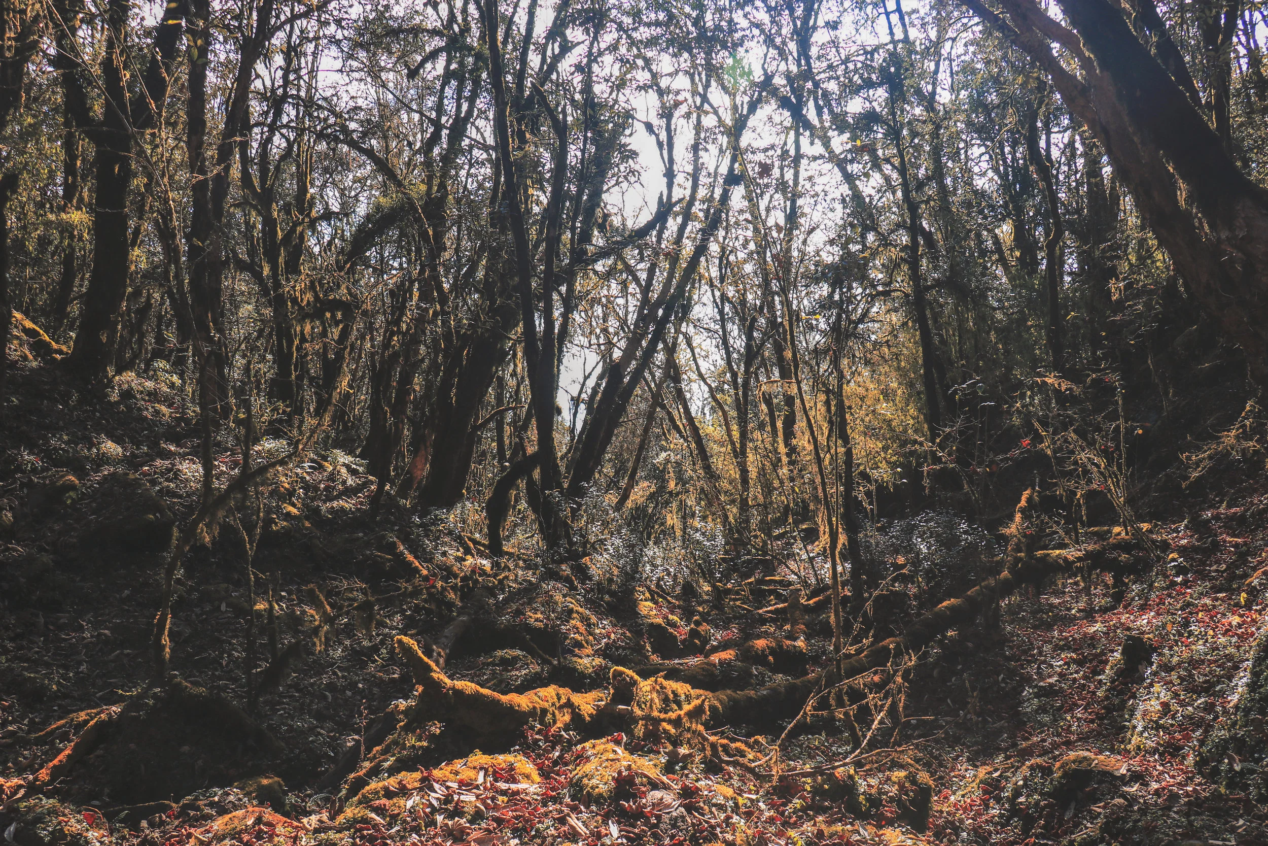 The Predictability of Entrepreneurship