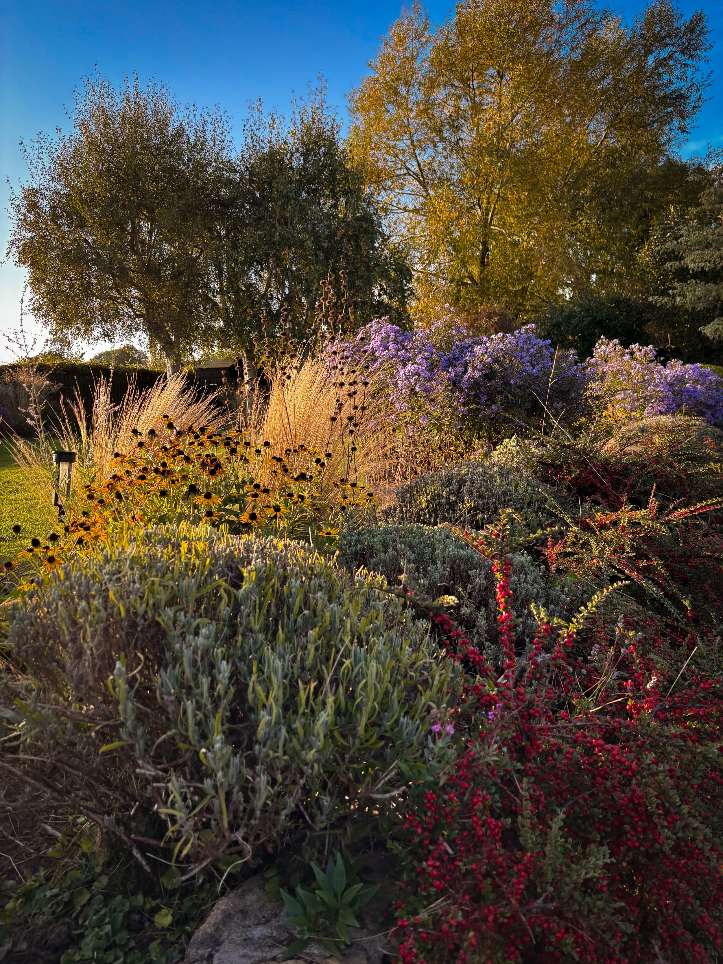 Grasses and flowering plants creating seasonal interest in Lopen, Somerset