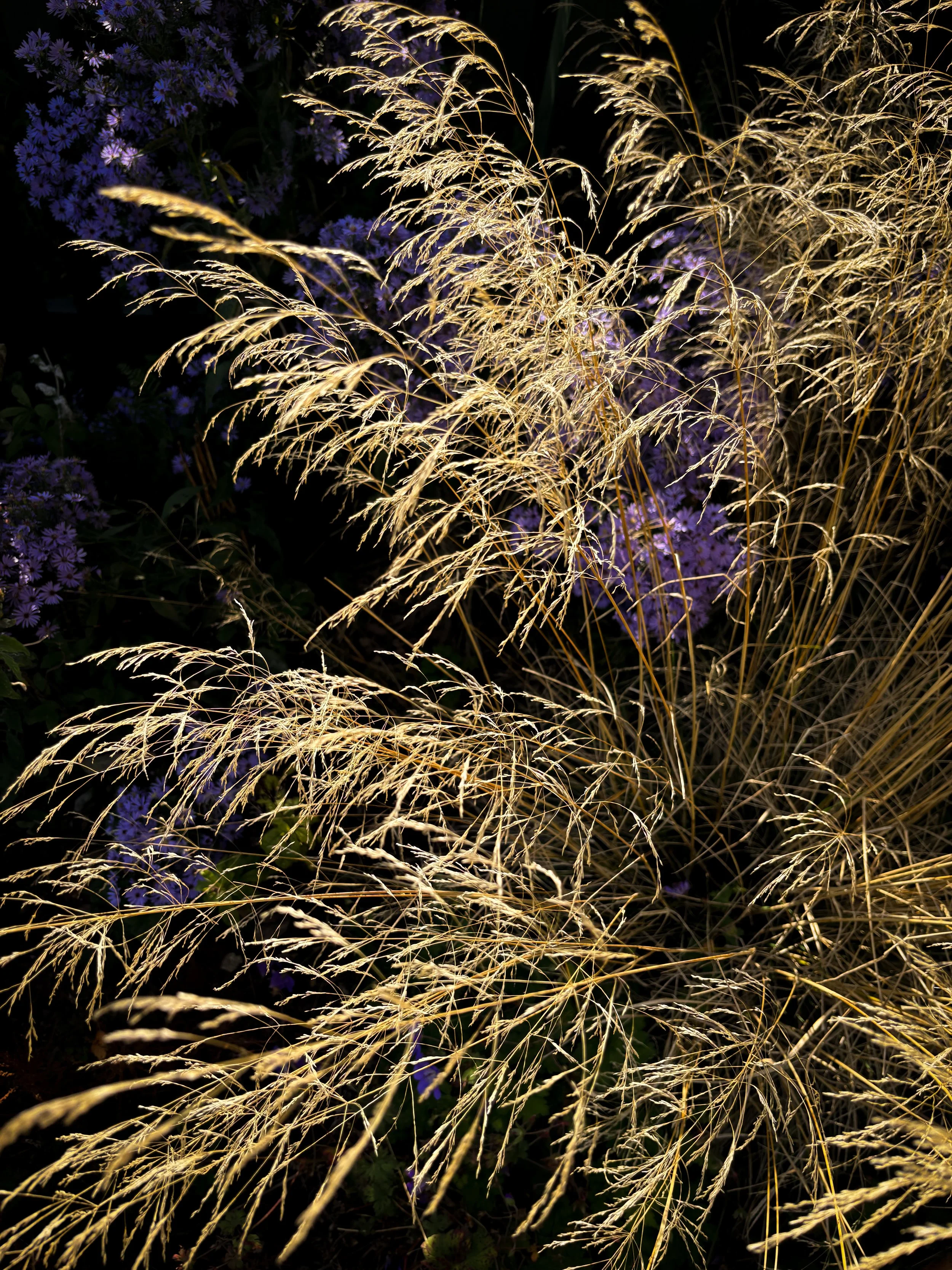 Blue and purple planting with grasses creating year-round structure