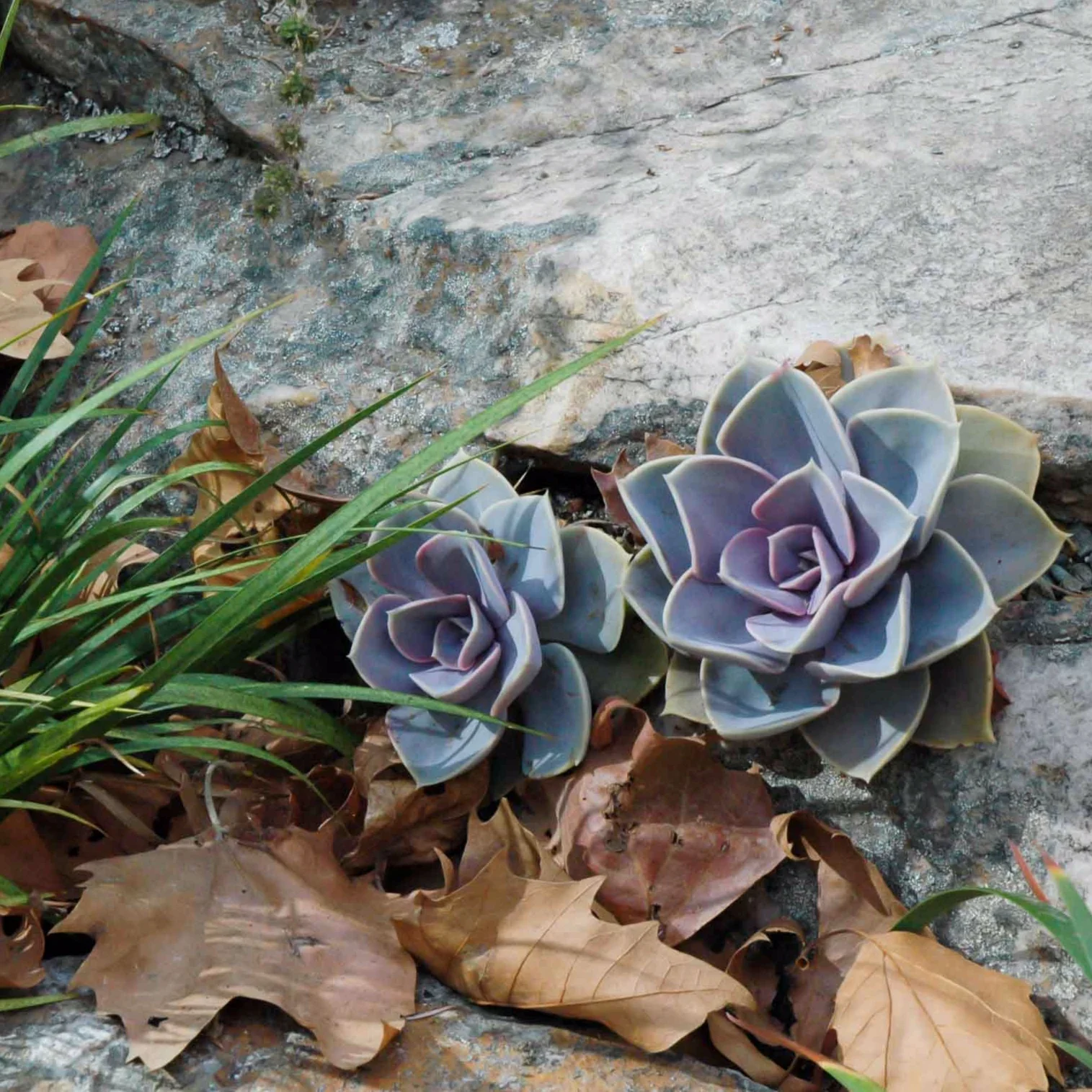 MichaelGallowayWildwoodsays