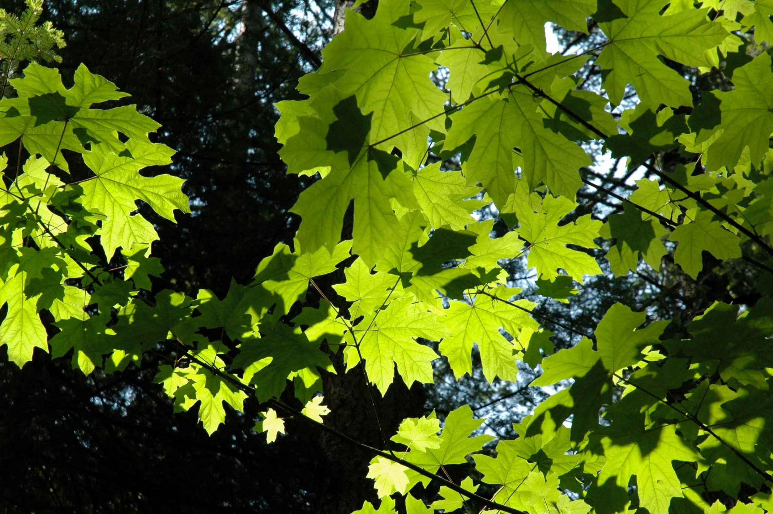 2011--05-30--Friday Harbor 159.jpg