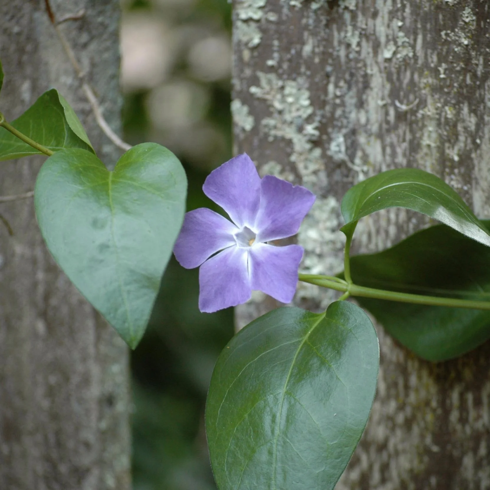 MichaelGallowayWildwoodsays