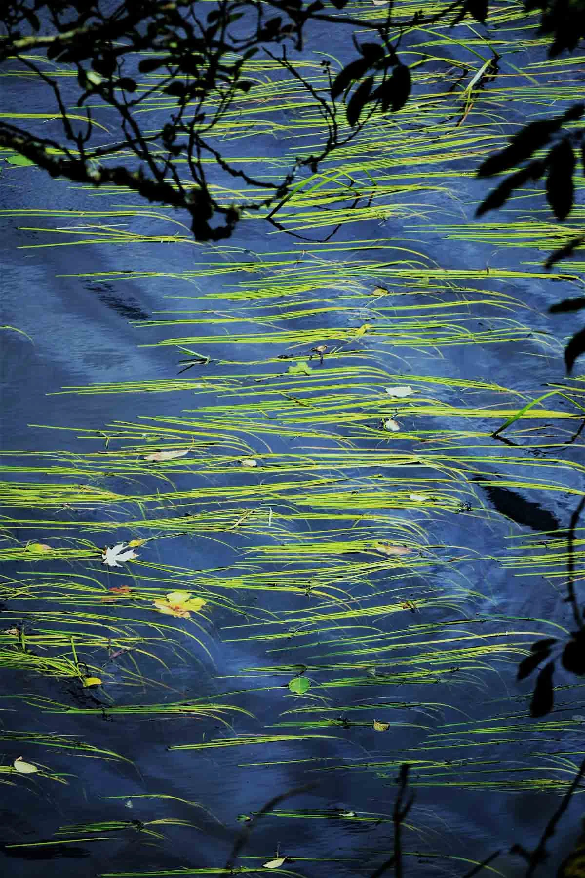 Plants