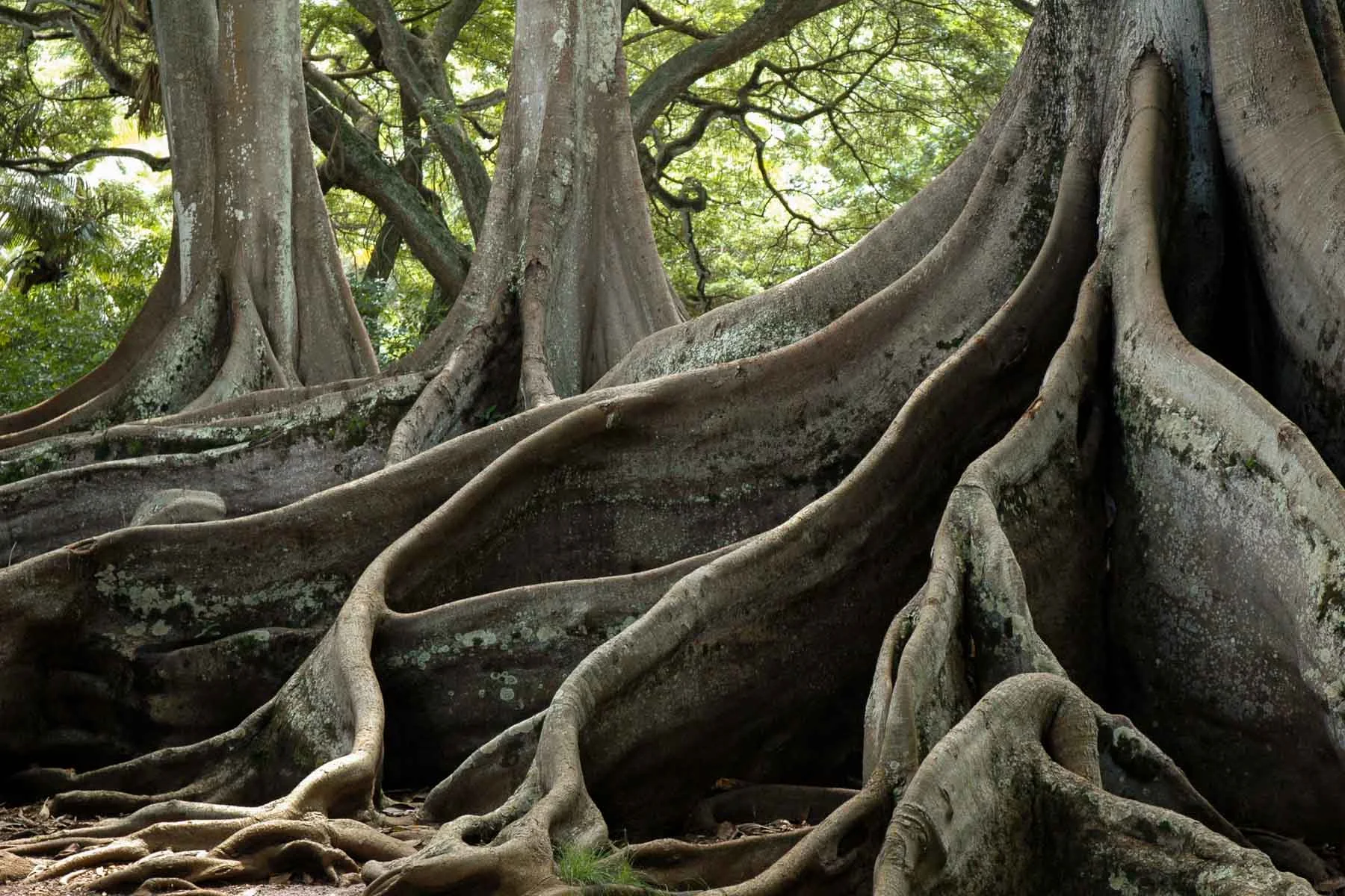 Trees