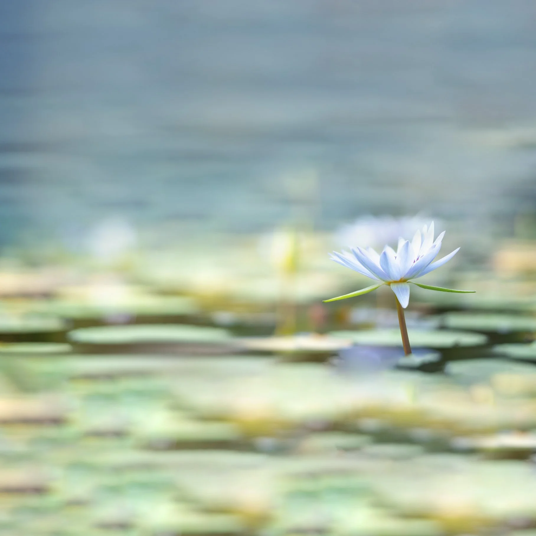 align-within_blog.jpg