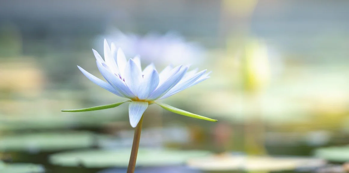 iStock-white lily purchased cropped.jpg