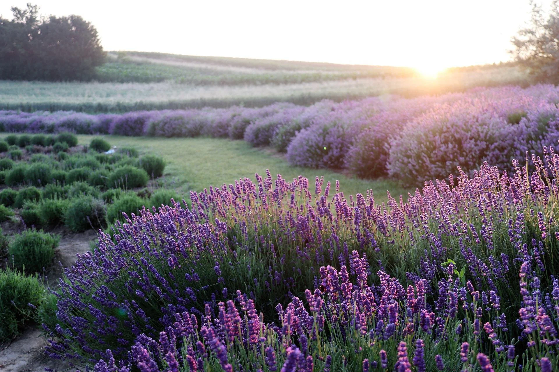 lavender-6398415_1920.jpg