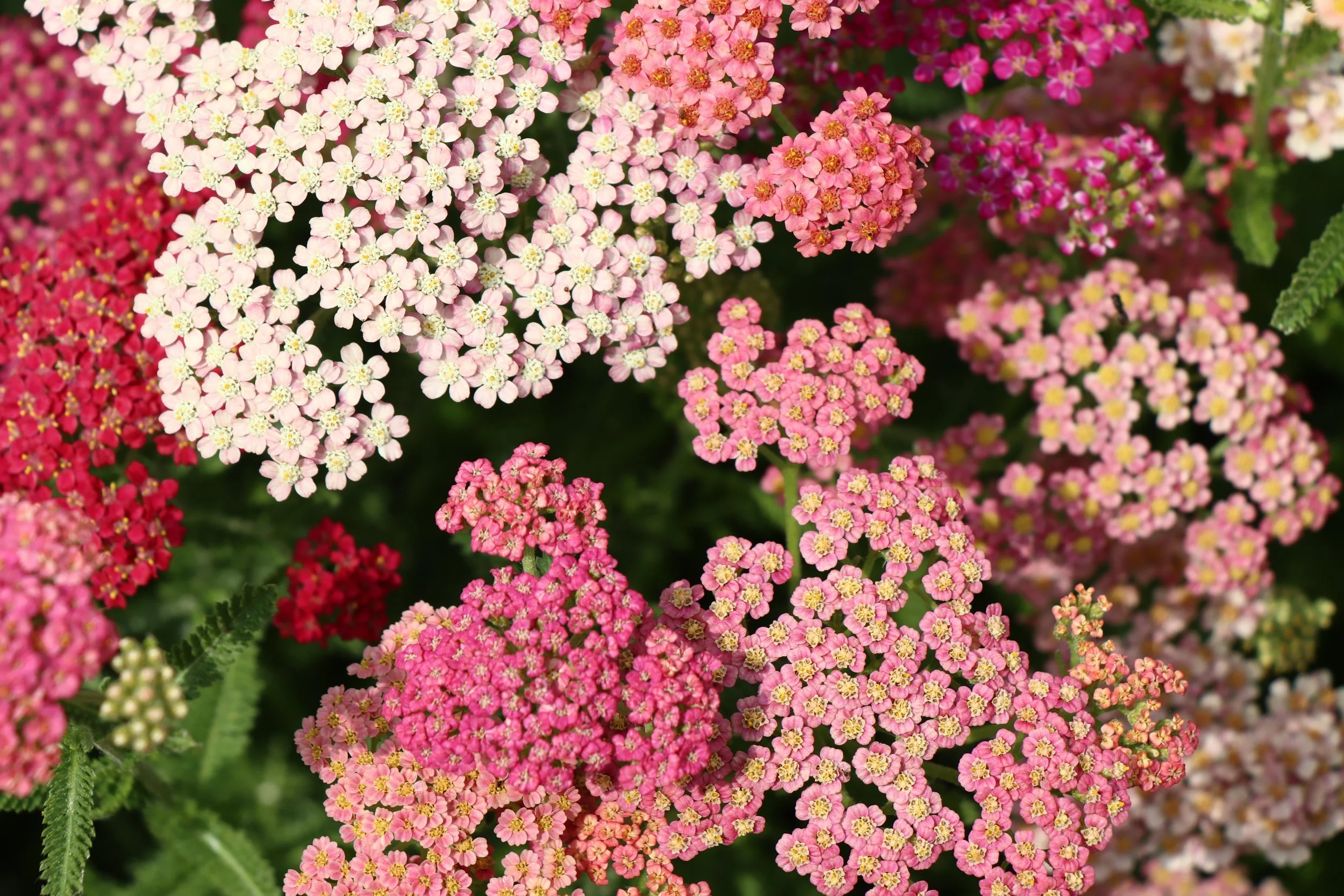 yarrow-7334692.jpg