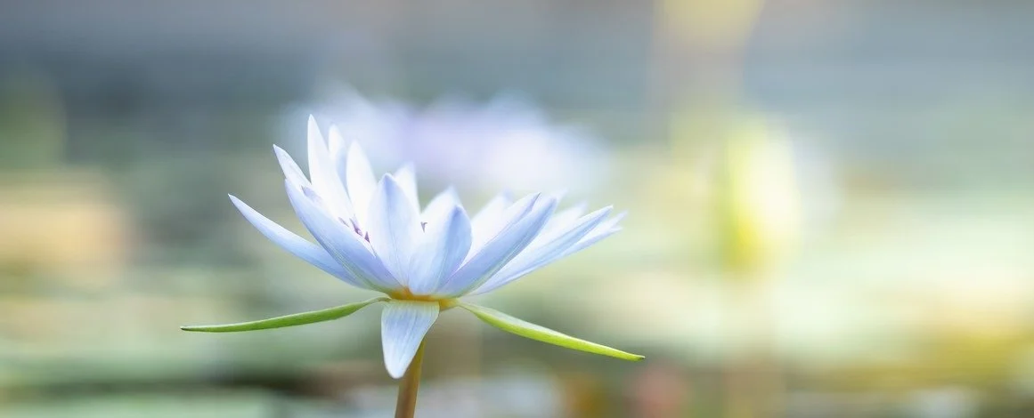 white lily cropped.jpg