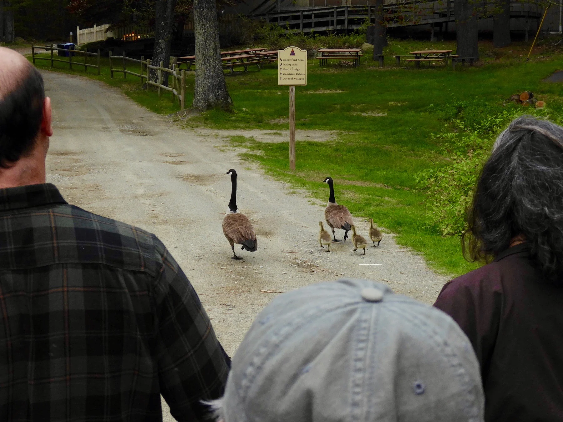 geese leading 19 copy.jpeg