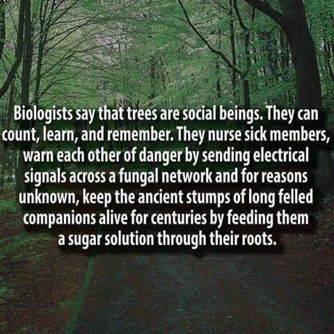 TREES.jpg
