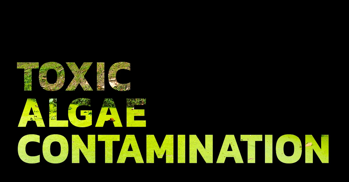 toxic-algae-contamination.jpg