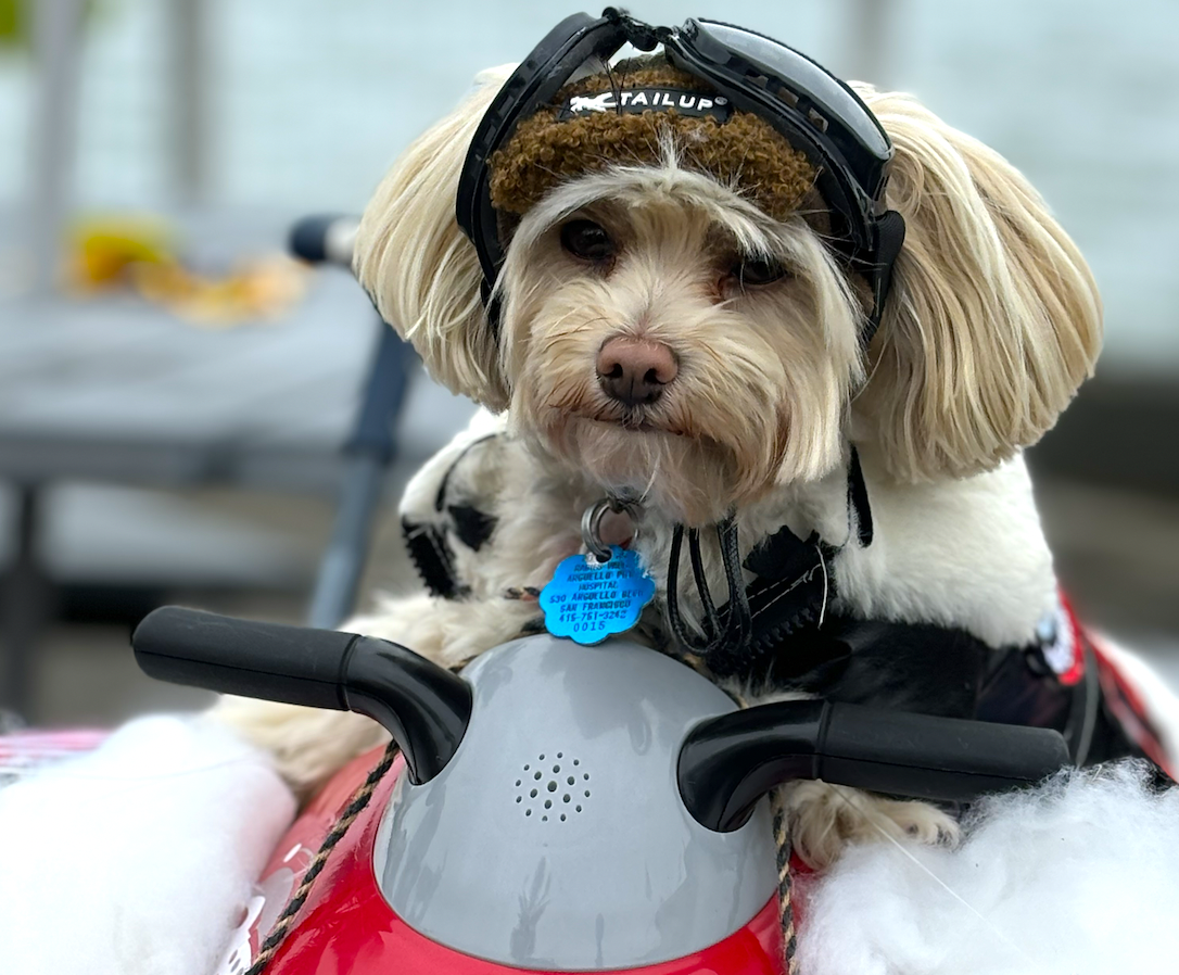 8th annual HOWLOWEEN Doggie costume parade!
