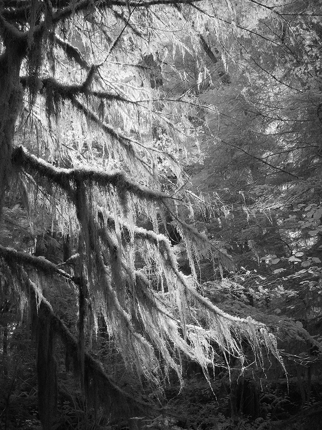  Tree Beard 
