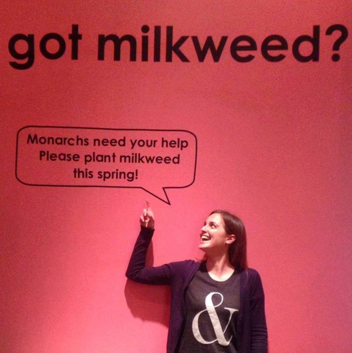 misc-gladstone-milkweed.jpg