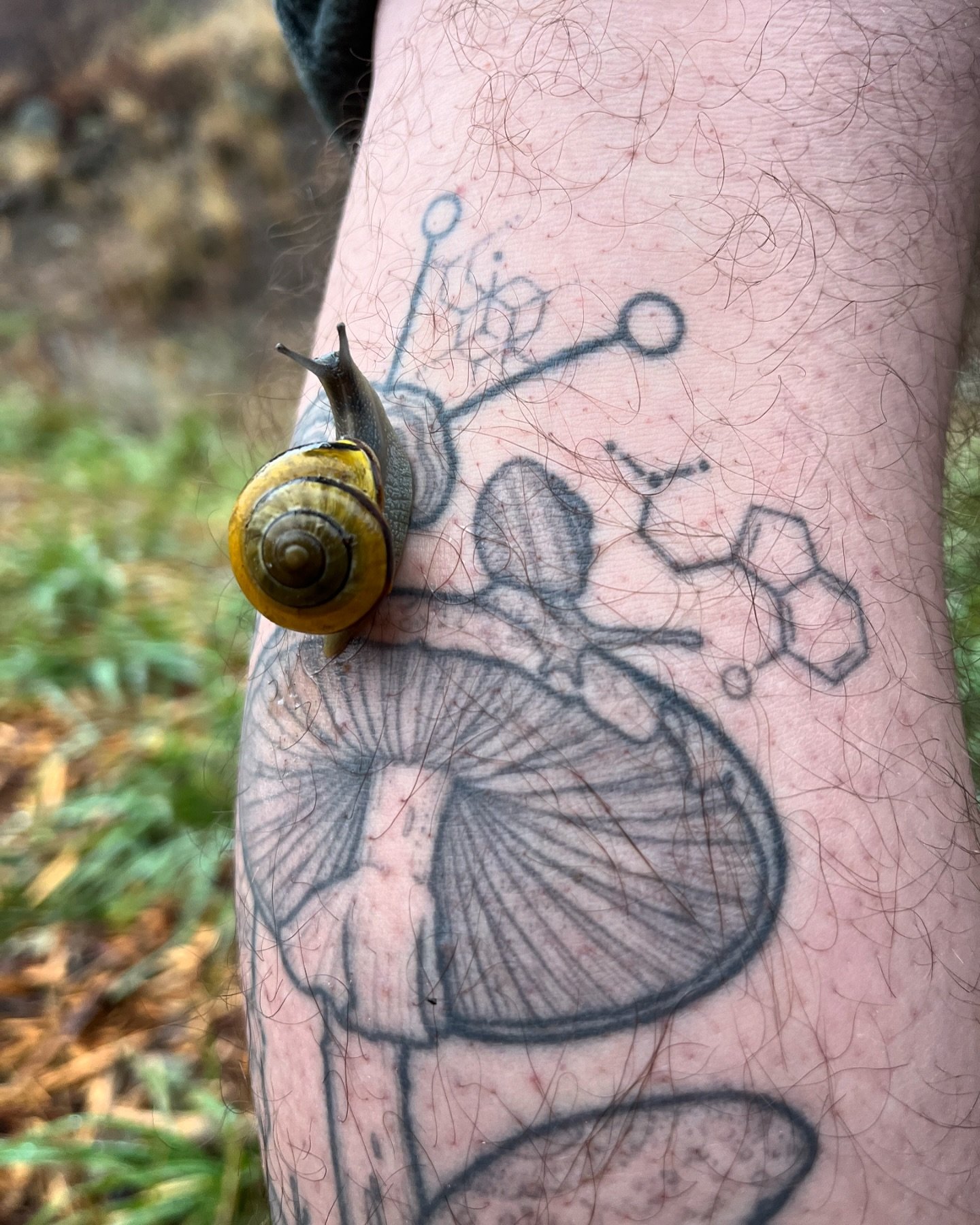 Snail on snail healed tattoo action. This piece was done five years ago and I&rsquo;m happy I still get to see it stomping around on @preservedlight. 
My books are open for 2025 projects! Bring on the weird and wonderful. Macabre. Creepy. I don&rsquo