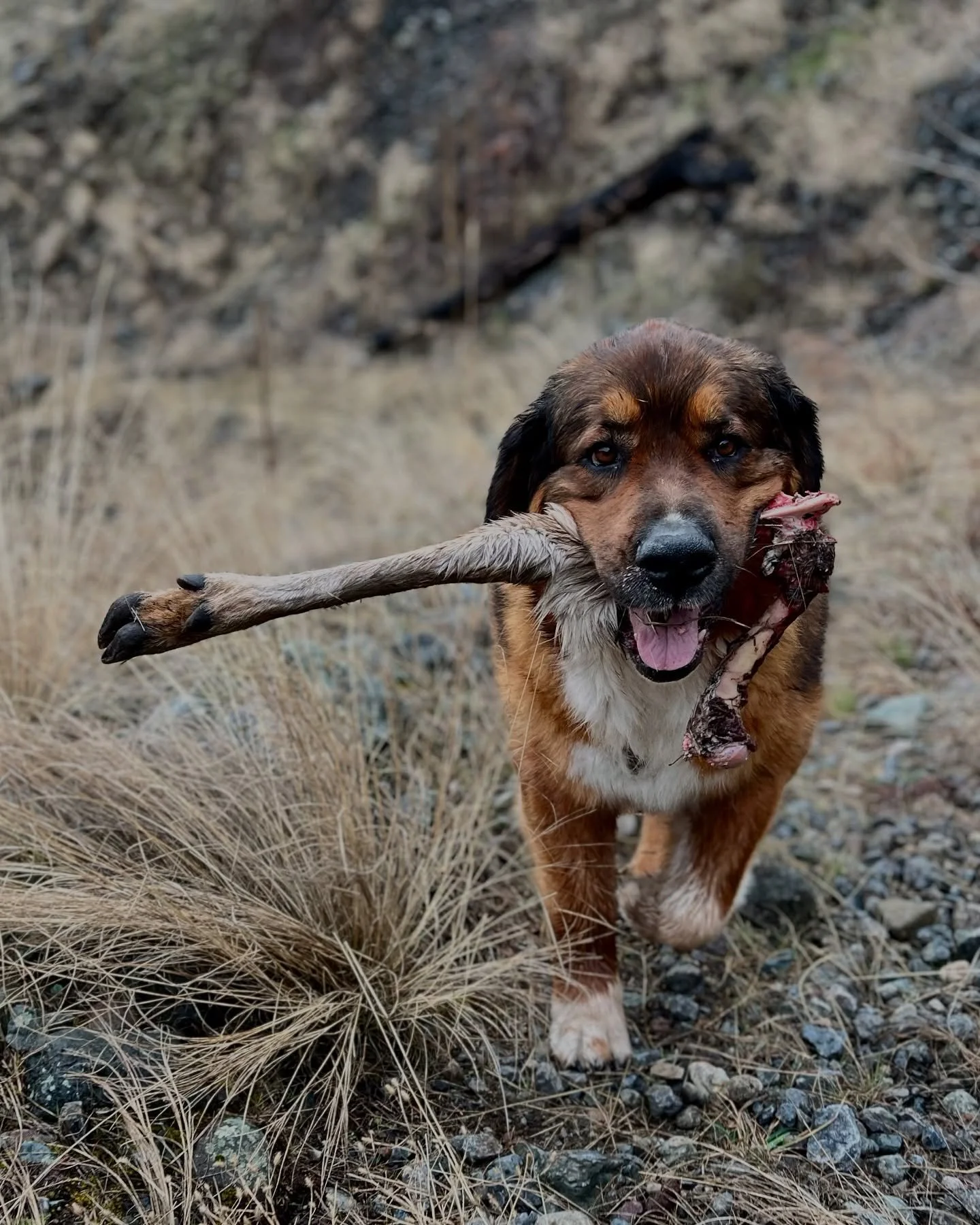 Ronan on the happiest day of his life. 
📸: @preservedlight 
&bull;
&bull;
&bull;
&bull;
&bull;
#ilovemydog #dogsofinstagram #dogportrait #doggolove #puppersofinstagram #doglife