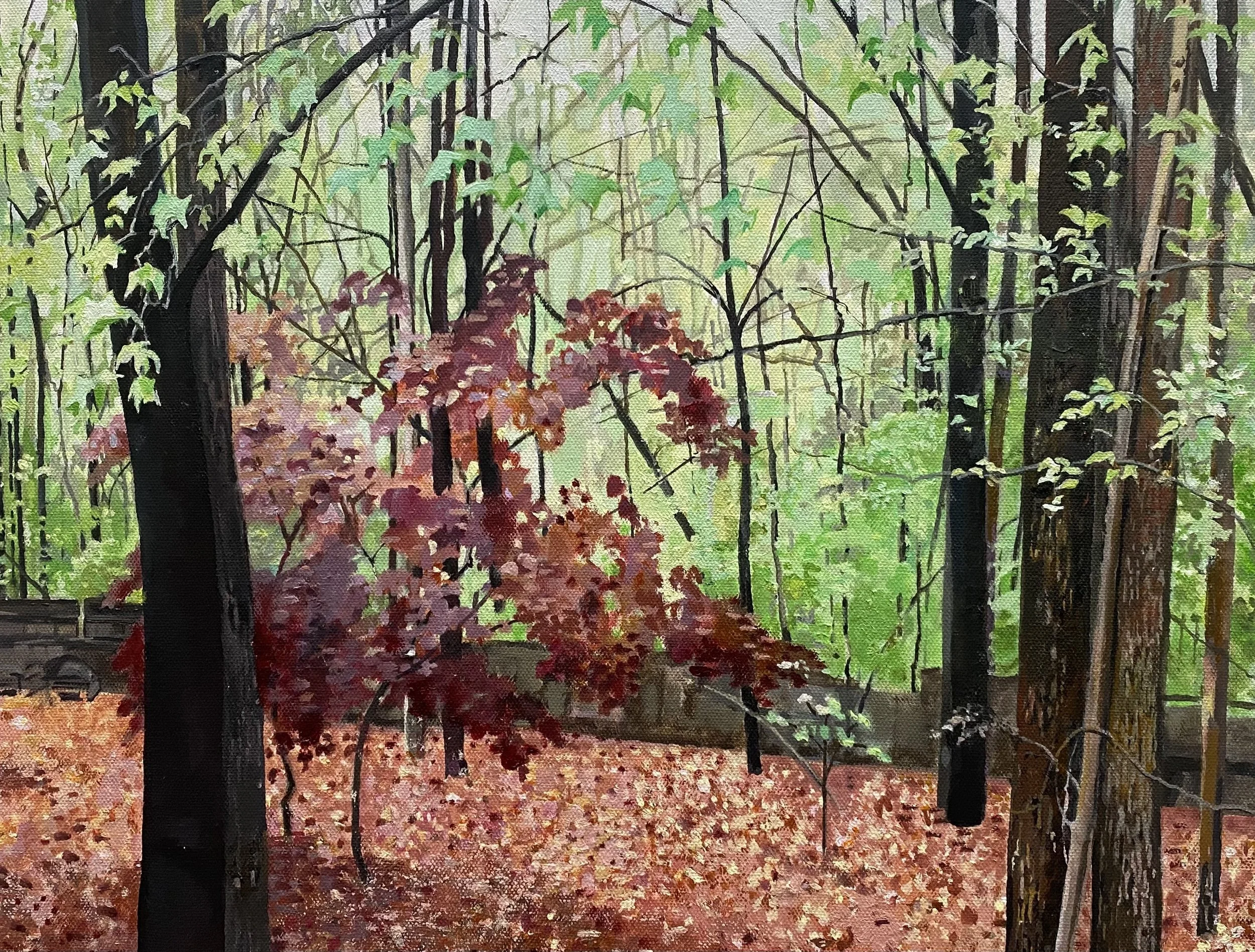 Japanese Maple Early Spring   14 x 18   oil   2025