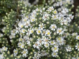 Symphyotrichum ericoides, Heath aster