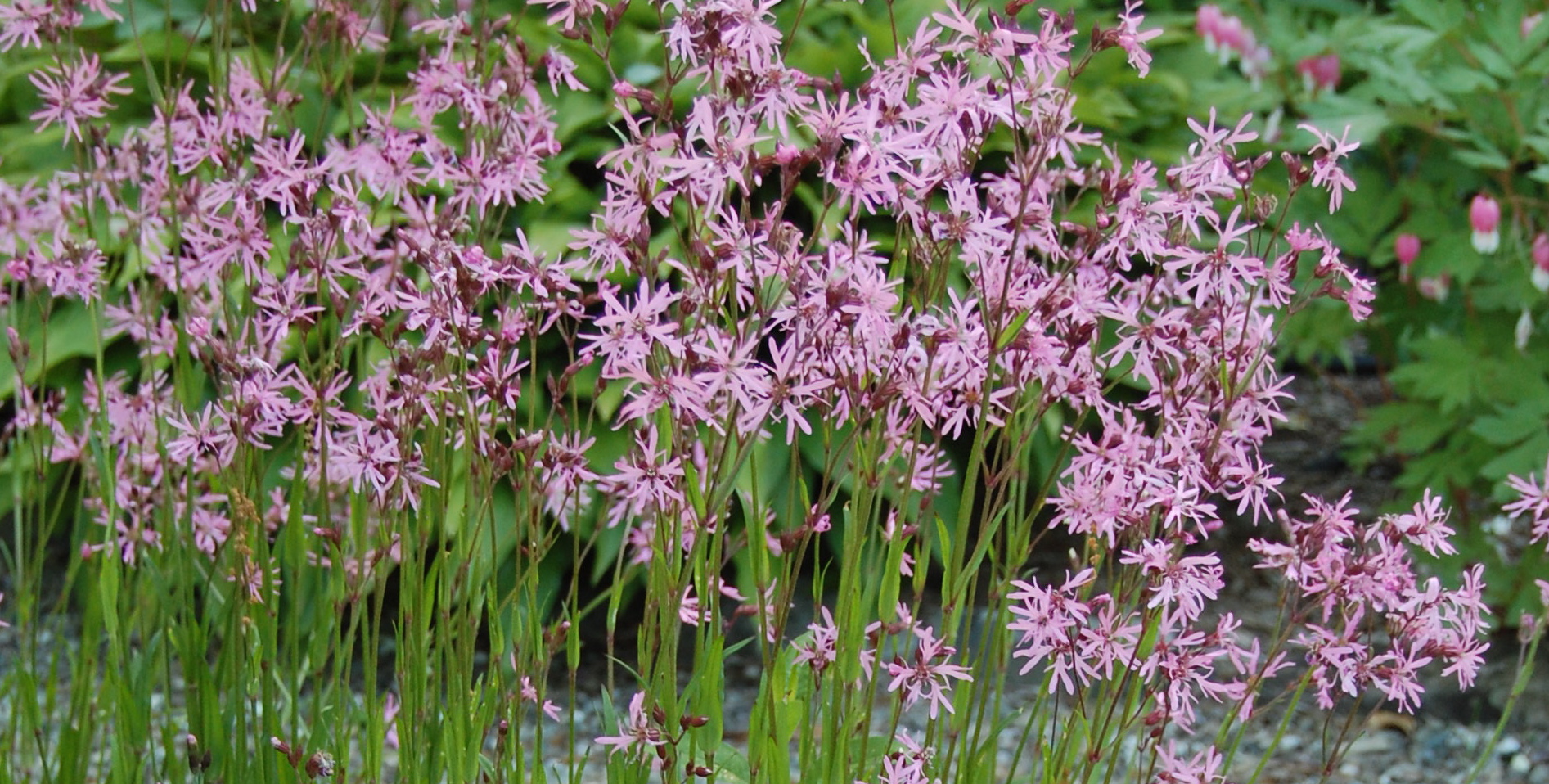 Lychnis flos-cuculi, Ragged robin