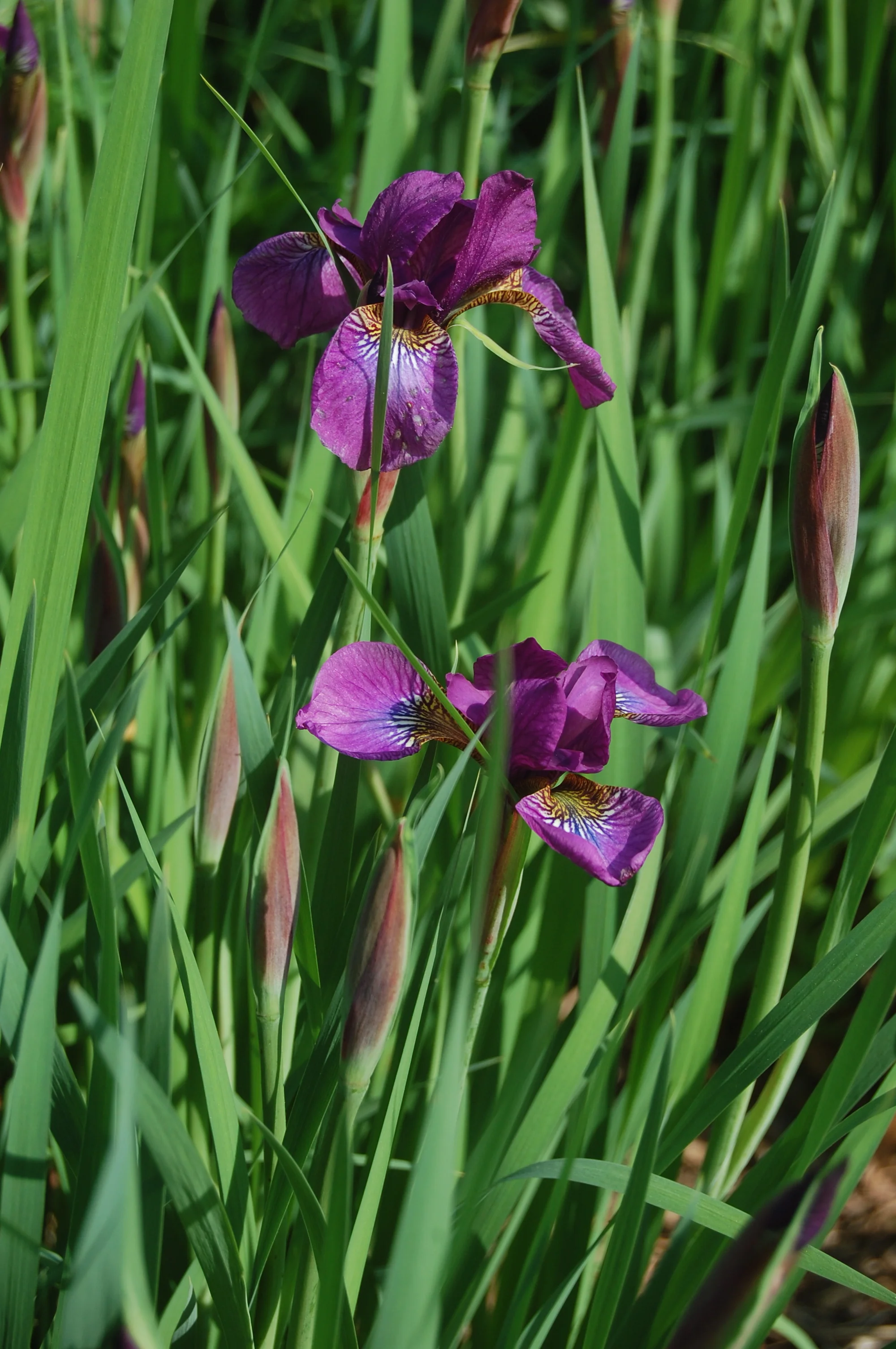 Iris sibirica, Siberian iris