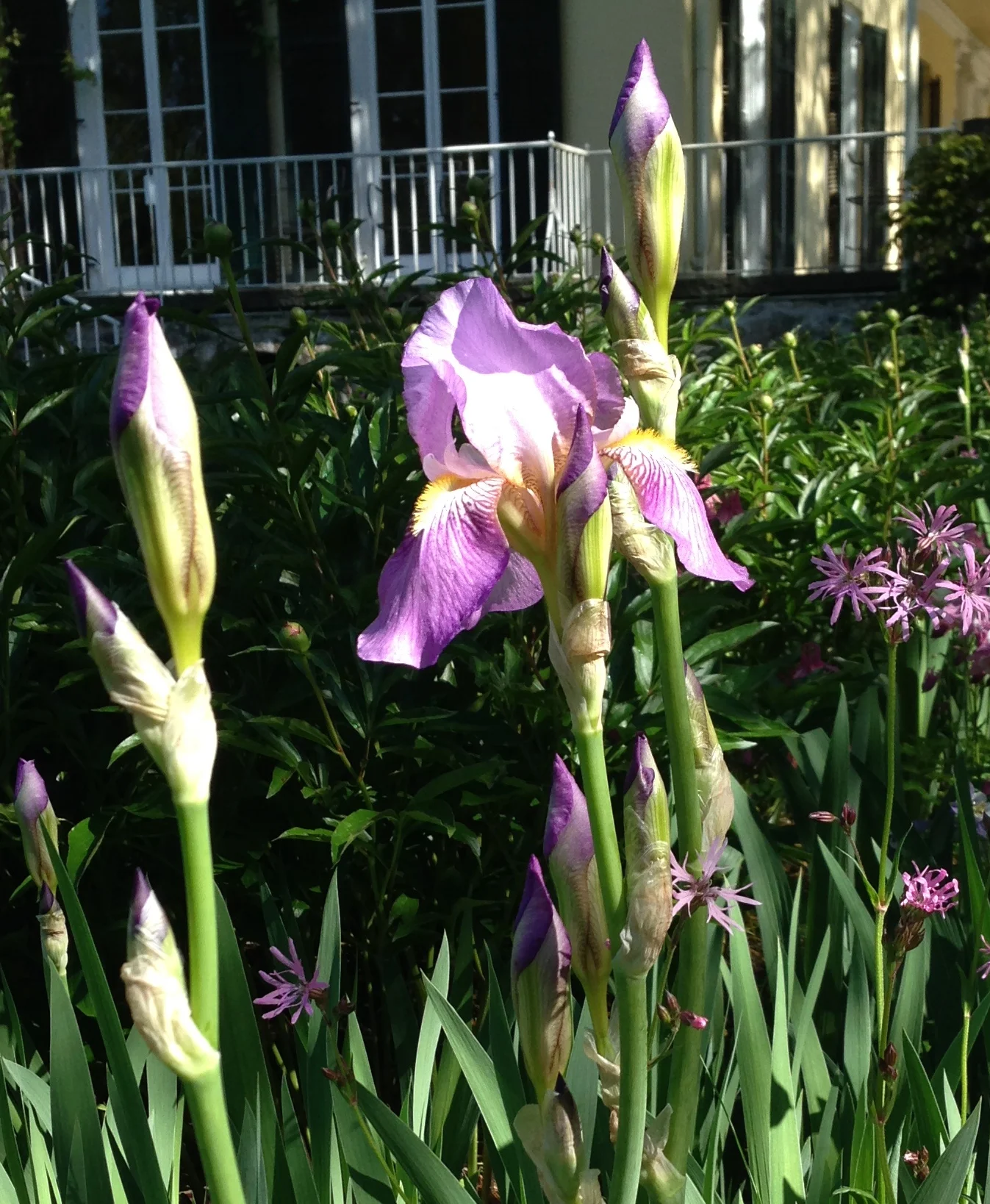 Iris Germanica ‘Queen of May’