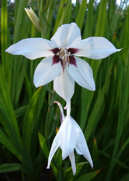 Gladiolus callianthus, Abyssinian sword lily