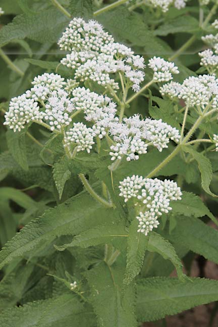 Eupatorium perfoliatum, Boneset or white Joe Pye Weed