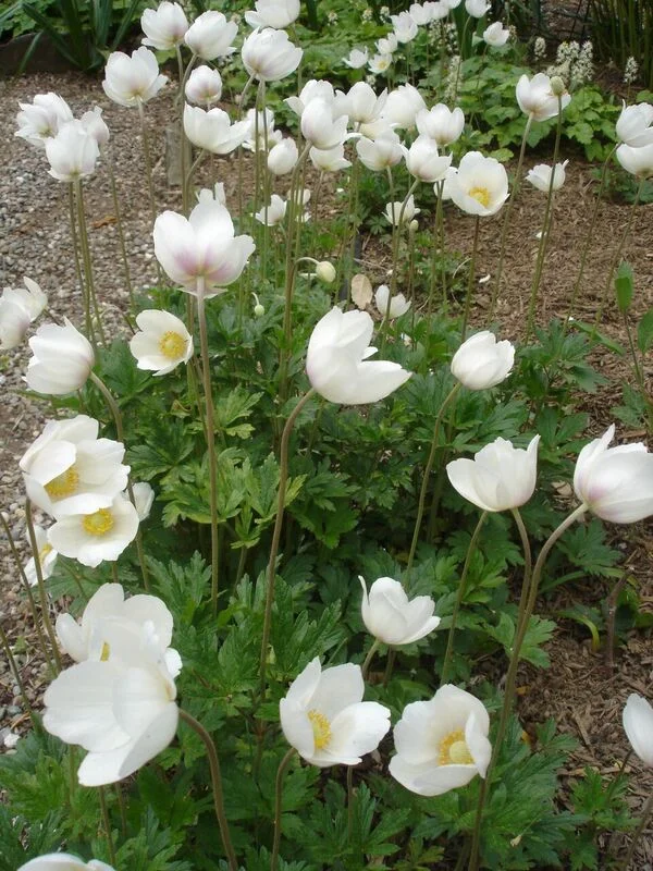 Anemone sylvestris, Snowdrop windflower