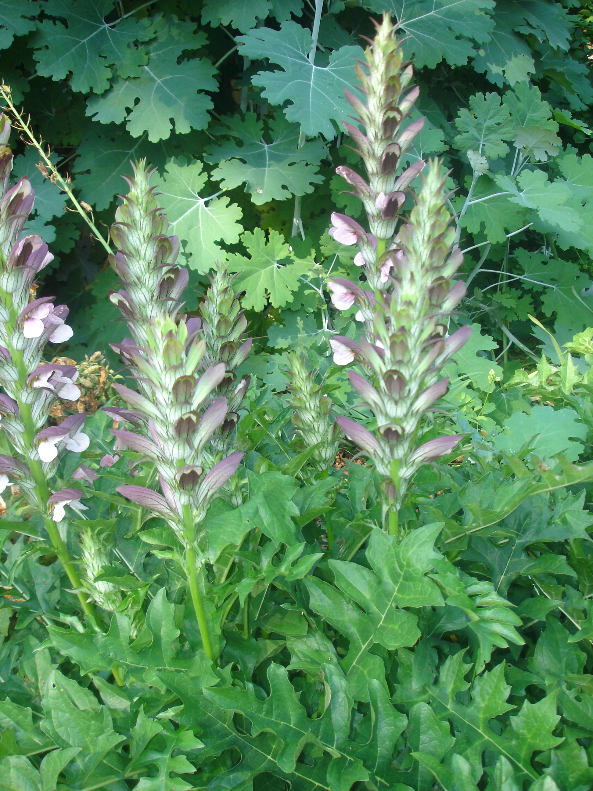 Acanthus hungaricus, Bear's breeches