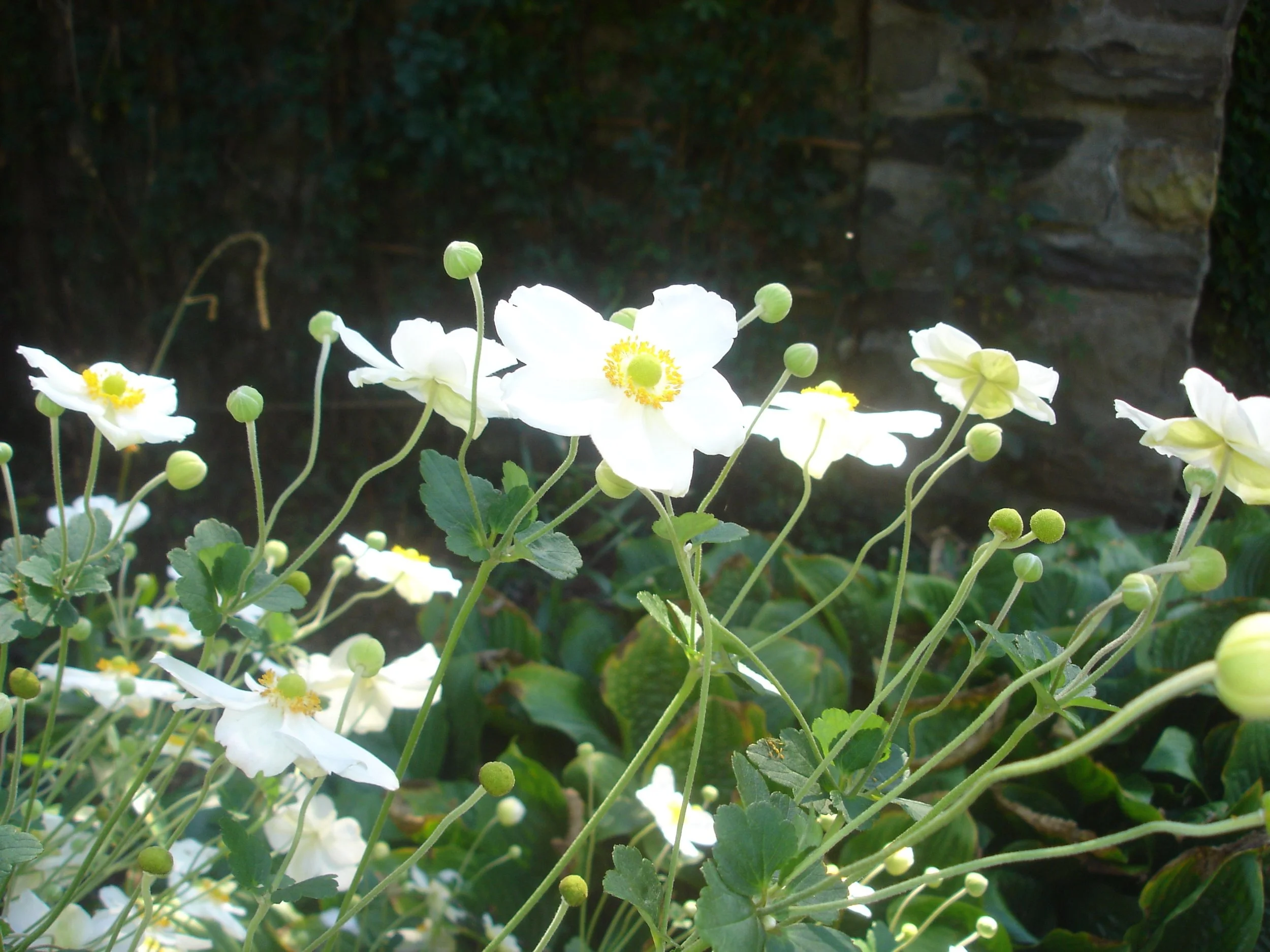 Anemone x 'Honorine Jobert' – Japanese windflower