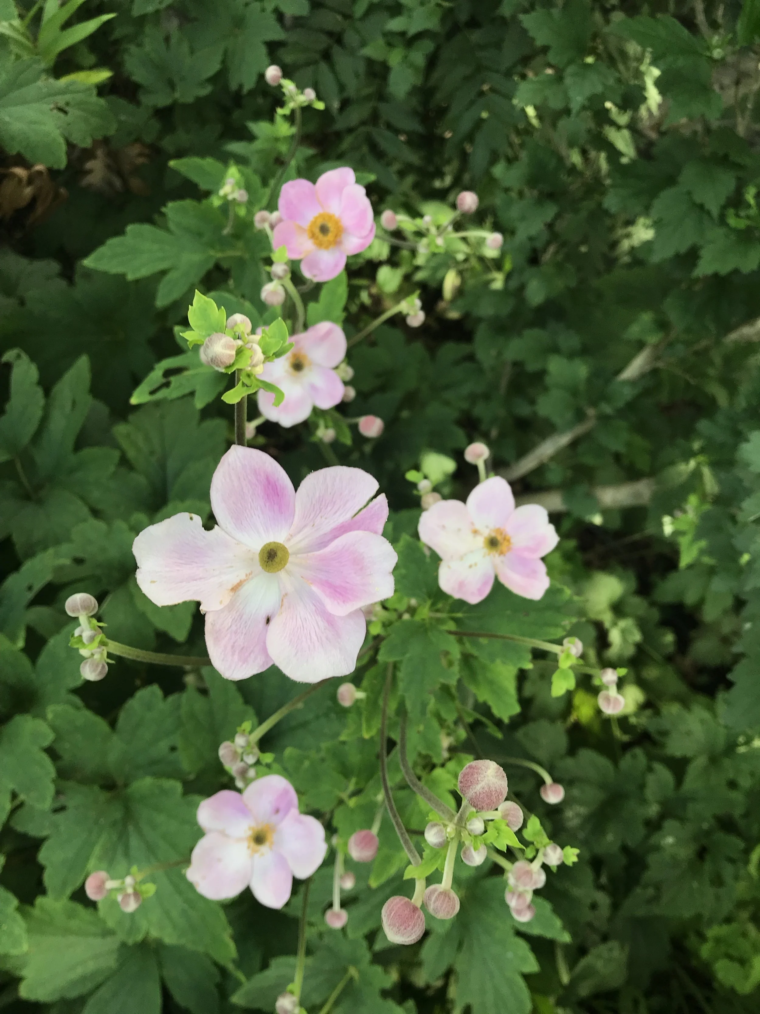 Anemone hupehensis ‘September Charm’, Japanese Windflower
