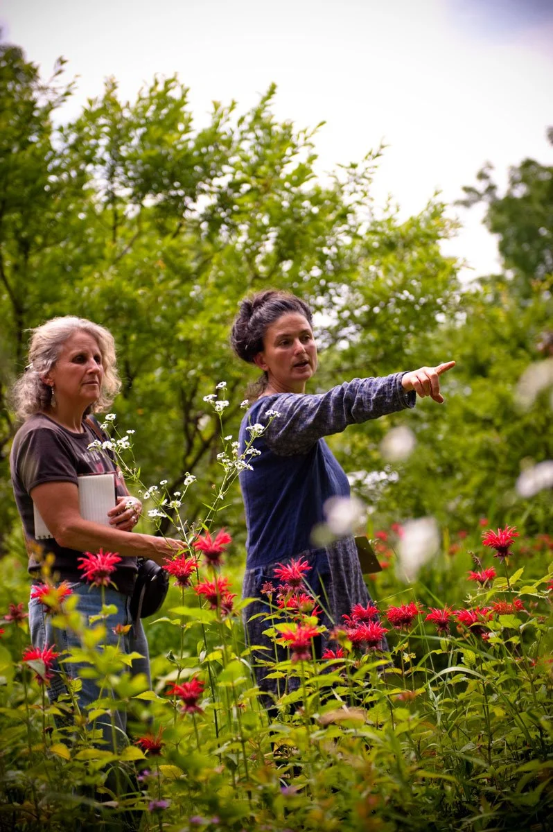 Wild Edible &amp; Medicinal Plant Walk
