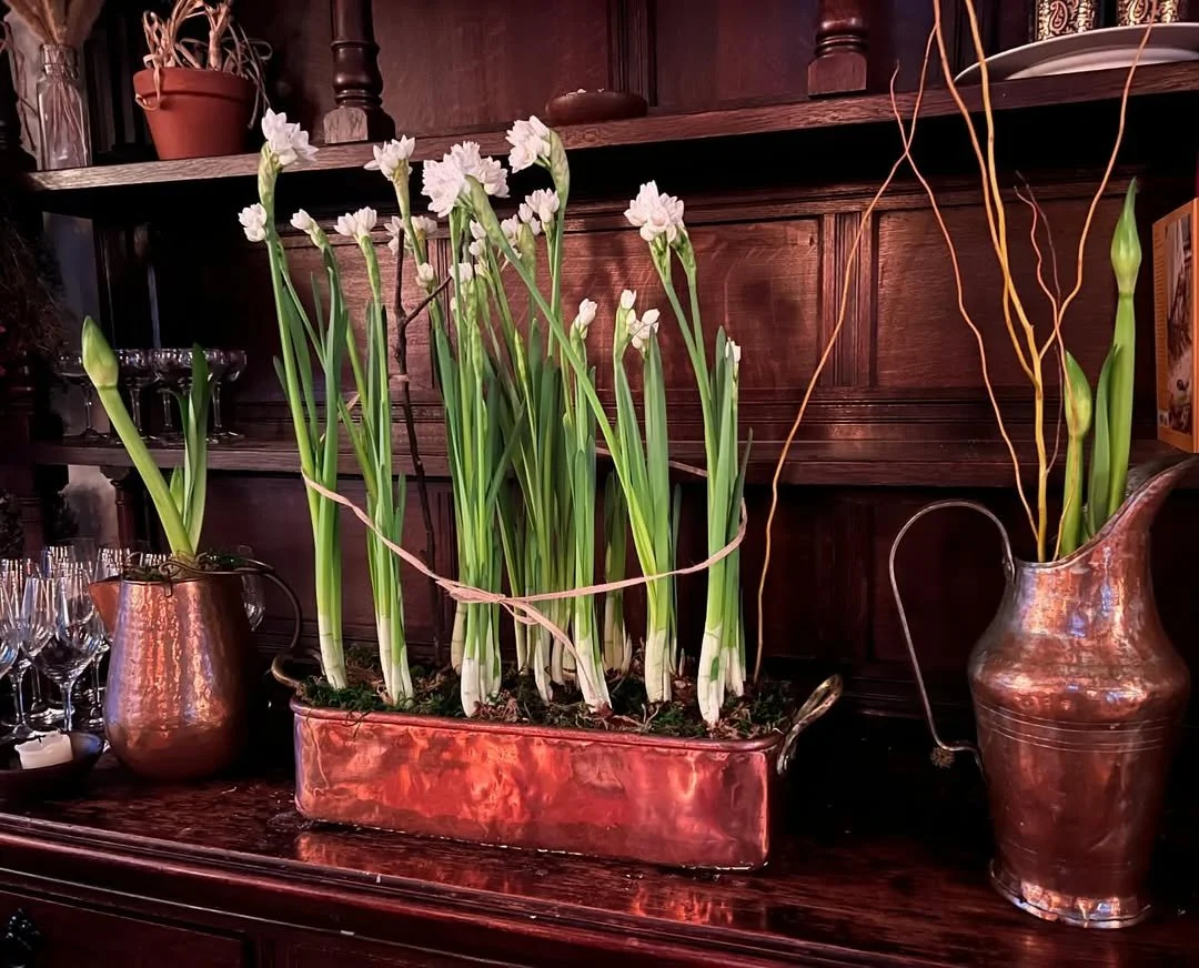 Exploring Flowering Bulbs in the Garden