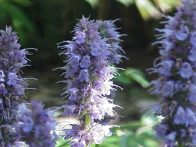 Fragrant Native Plants