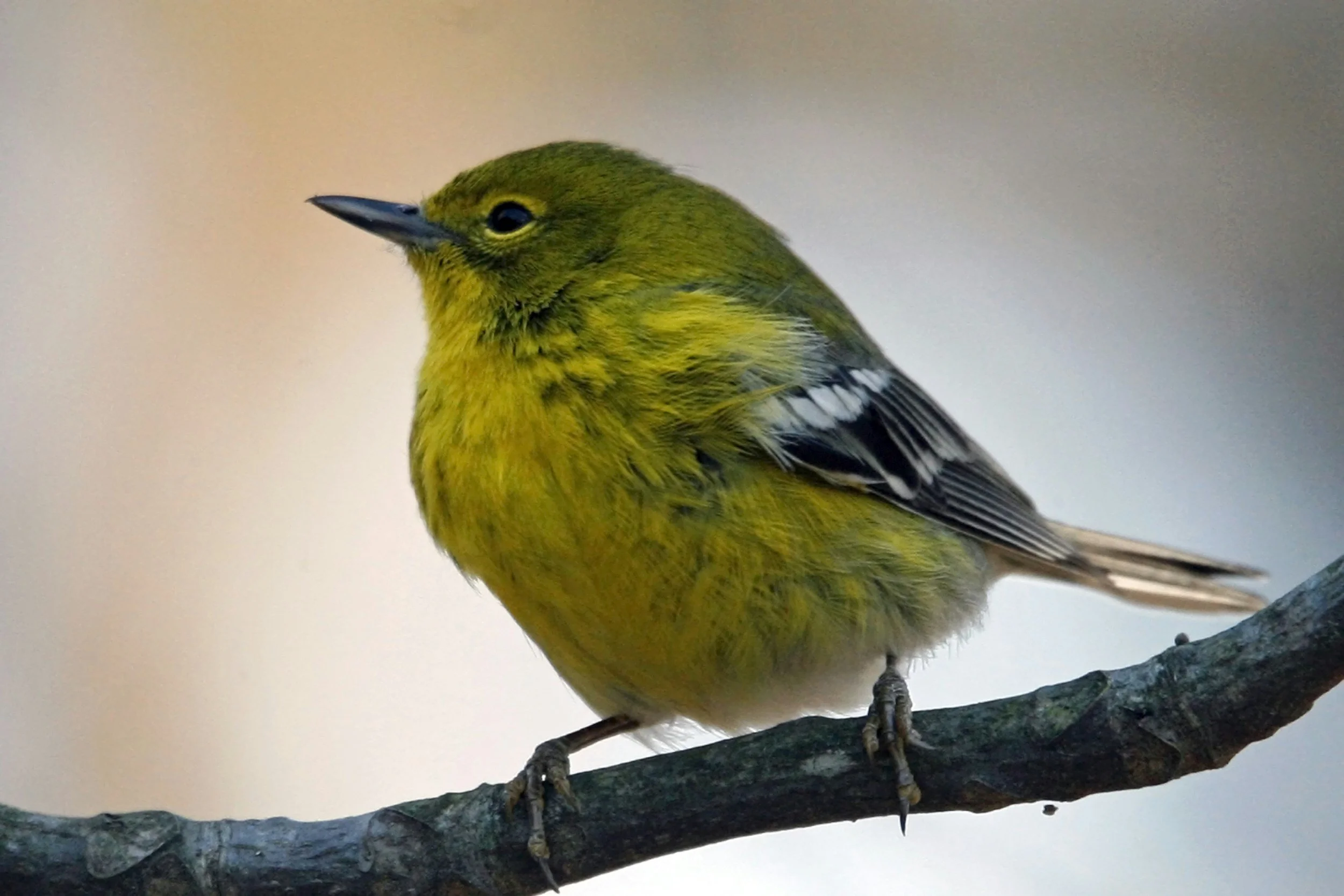 Breeding Birds of the FDR Estate