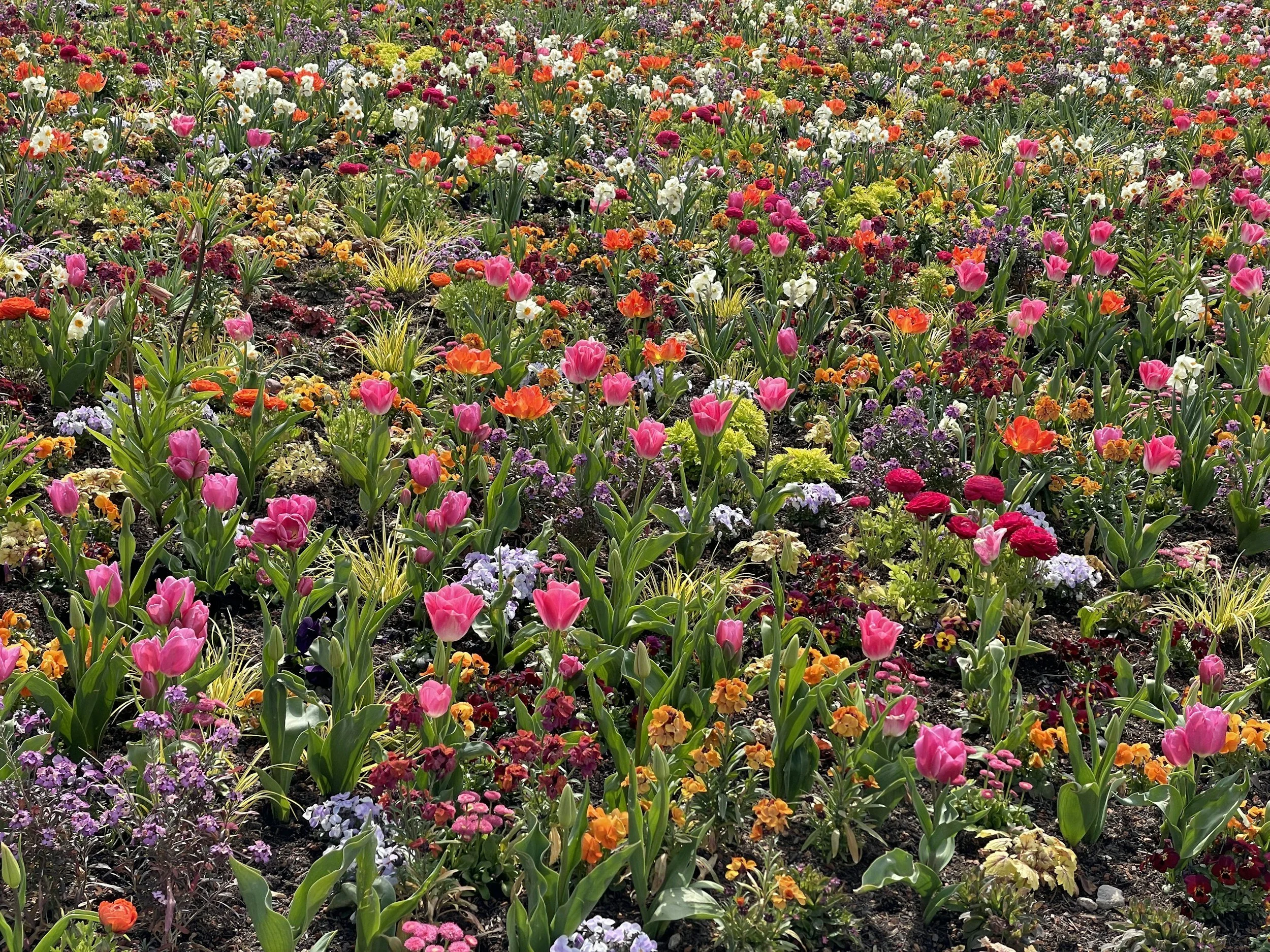 Top Flower Picks for 2026