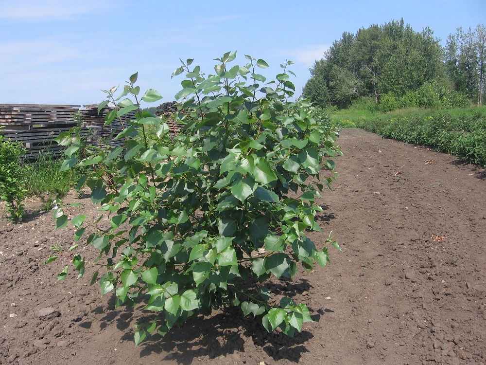 2014july17treelinepoplar5feet.jpg