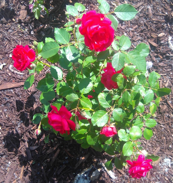 june17redrose.jpg