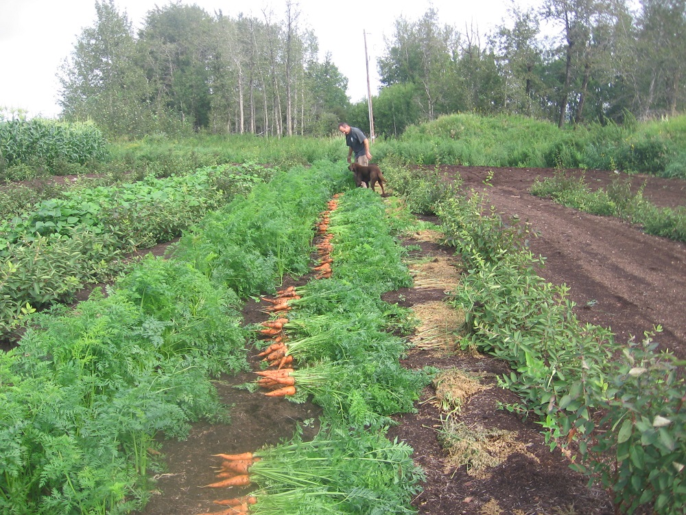 aug17carrotharvest.jpg