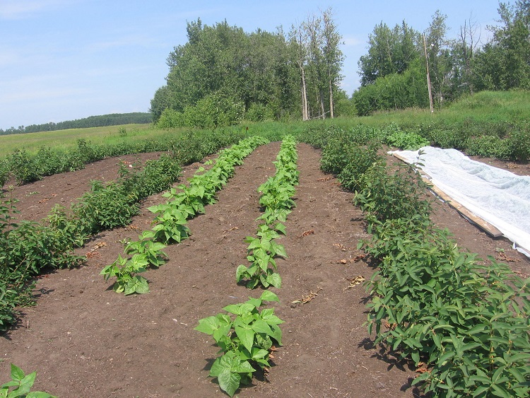 july17beansfordrying.jpg