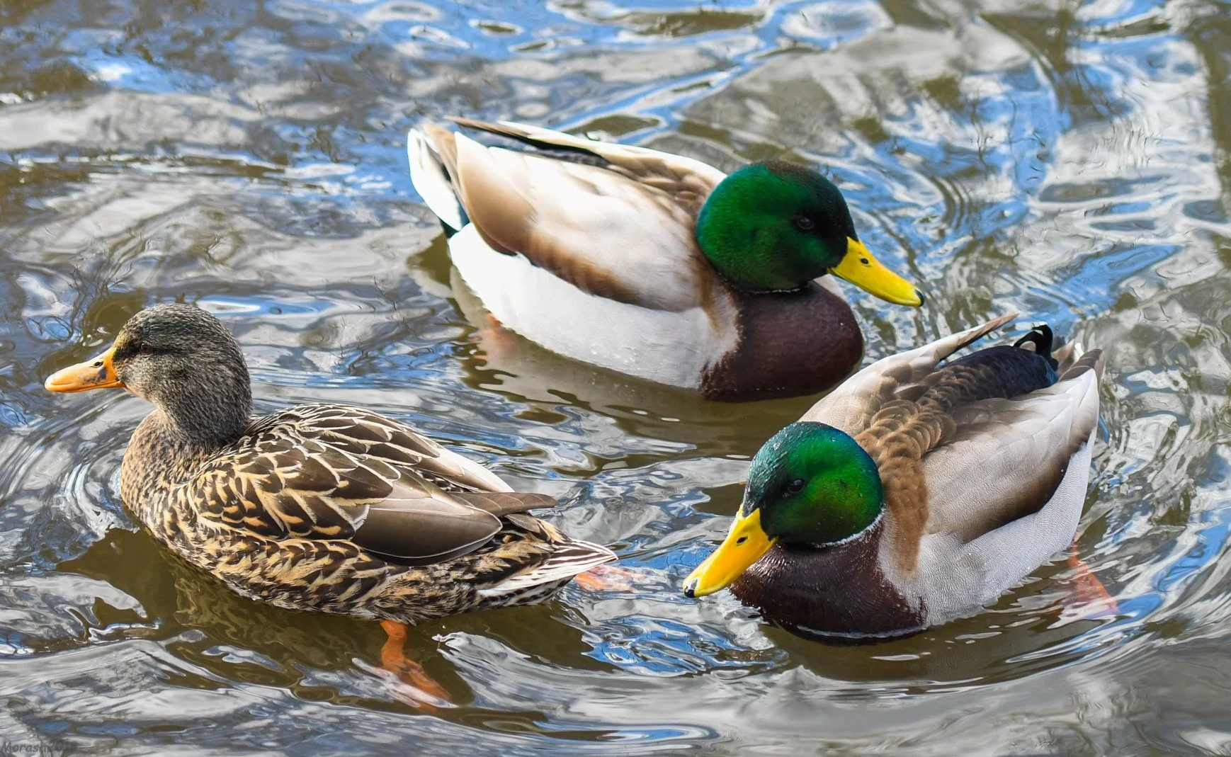 davemorashducks.jpg