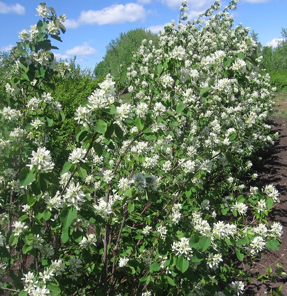 may27saskatoonhedge.jpg