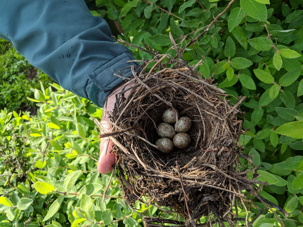 nest small.jpg