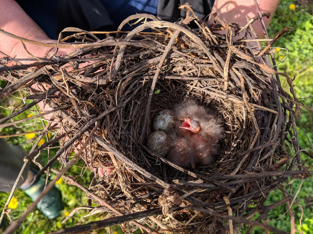 Nest beaks open.jpg