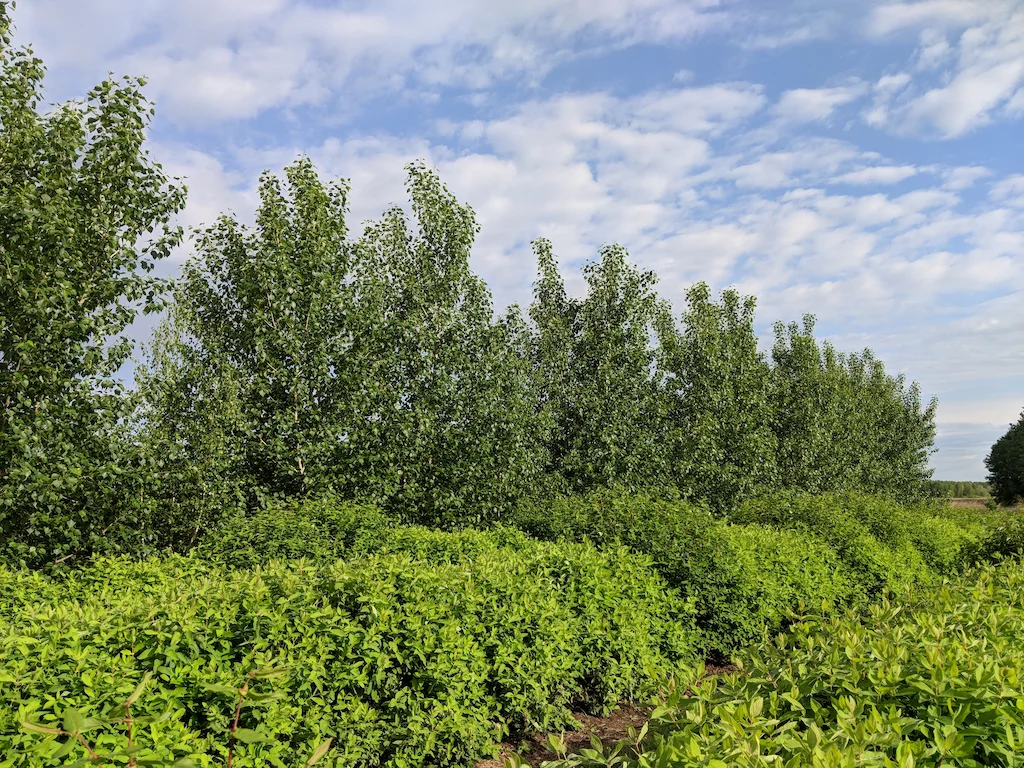 Treeline.jpg